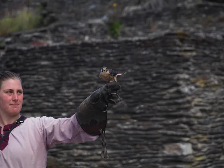 Roofvogelshow in Château de La Roche-en-Ardenne (België)